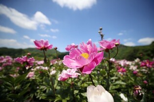 Peony flowers bloom in Okjeongho