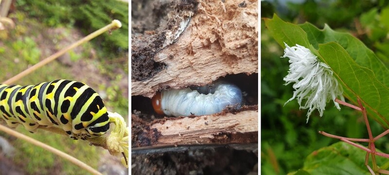 국립수목원 5∼22일 '광릉숲 애벌레' 특별 전시회