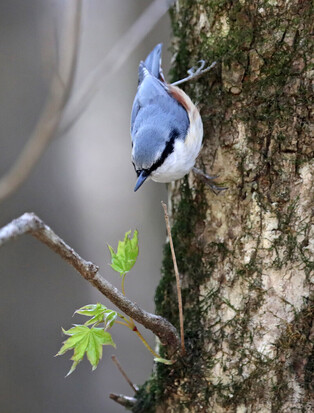 [K-Geography] Nuthatch in fir forest