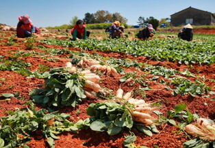 [K-Geography] Radish harvesting