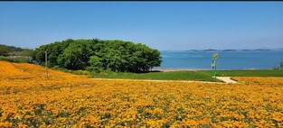 'Island of Spring' Seondo filled with California poppies