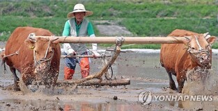 [K-Geography] Forgotten traditional farming method using cattle
