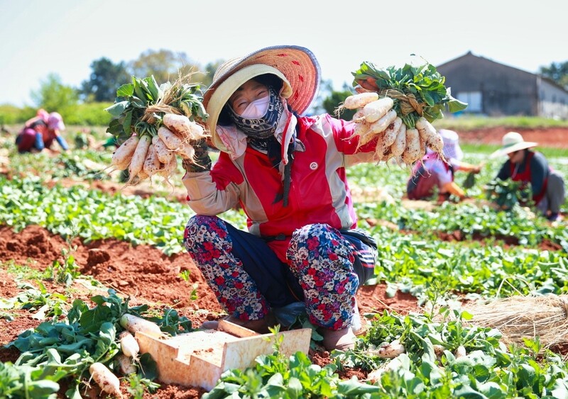 [픽 태안!] '아삭아삭' 황토 총각무 수확 한창