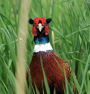 [K-Geography] Pheasant looking for prey