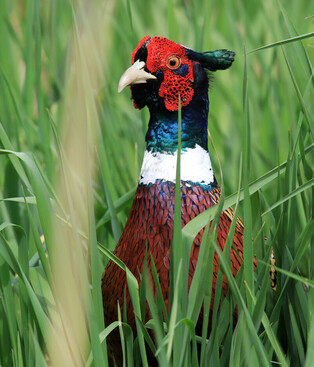 [K-Geography] Pheasant looking for prey