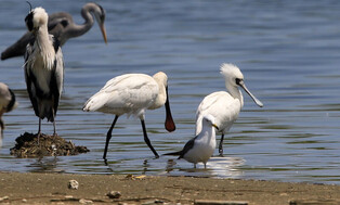 [K-Geography] Eurasian and black-faced spoonbills