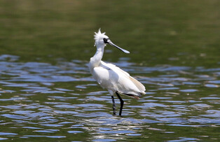 [K-Geography] Black-faced spoonbill, global endangered species