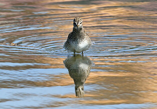 [K-Geography] Wood sandpiper searching for prey