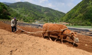 Mountain farmer plows with cow