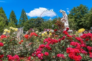 Everland Rose Festival with 3 million different types of roses to be held from 13th