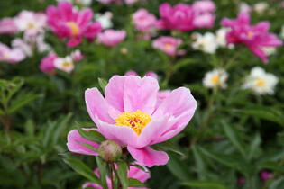 [K-Geography] Peony flowers in full bloom