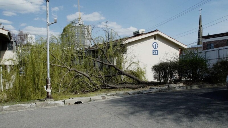 재건축과 함께 잘려나간 나무와 추억…다큐 '봉명주공'