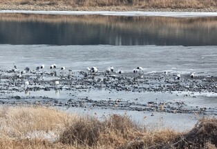 'Sanctuary of Red-crowned cranes at Imjingang River, Yeoncheon Estuary'  to be state-designated cultural property natural monument
