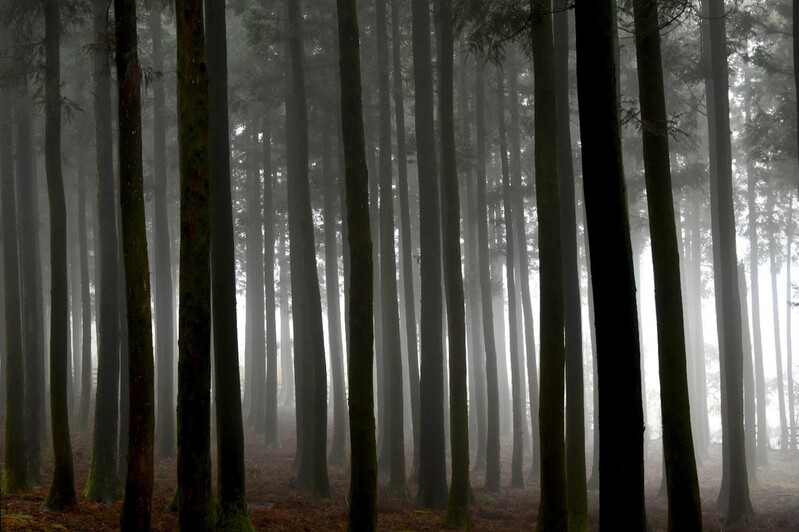 [전북소식] 전북교육청서 각종 나무와 숲 주제 사진전