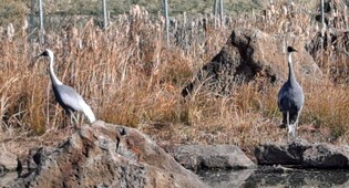 Will the love of red-crowned cranes despite distance of 1,000km be able to hatch eggs?