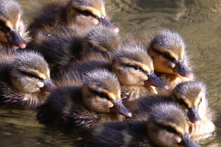[K-Geography] Mallard and chicks
