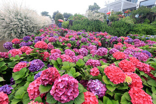 [K-Geography] hydrangea blossoms in full bloom