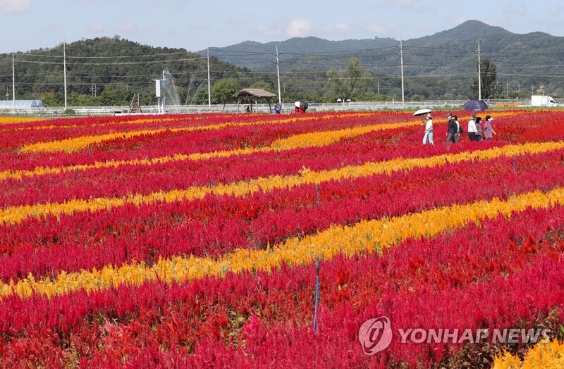 상춘객 유혹하는 봄꽃 향연…철원 고석정 꽃밭 18일 개장