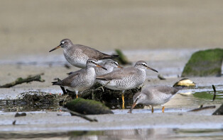 [K-Geography] Grey-tailed tattlers resting on sand