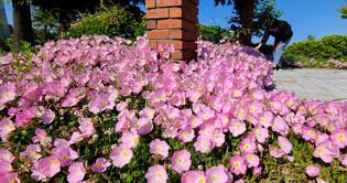 [K-Geography] Evening primrose flowers in full bloom