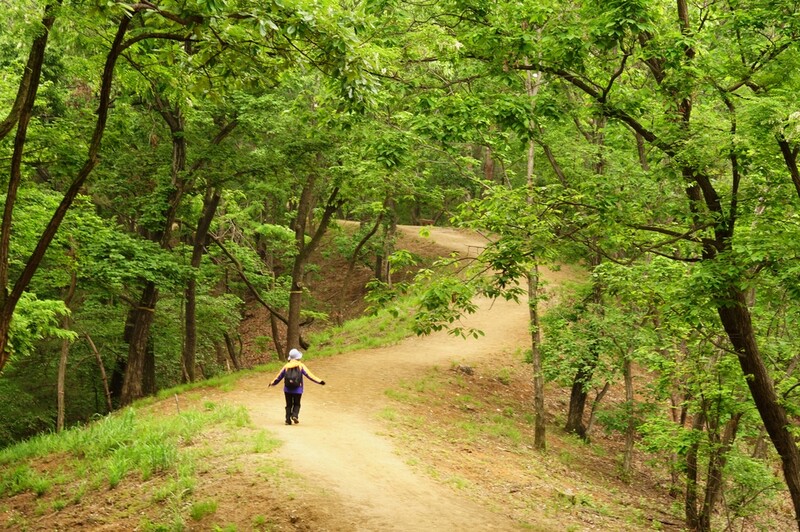 "녹음 보며 치유하세요"…조선왕릉 9곳 숲길, 내달까지 개방