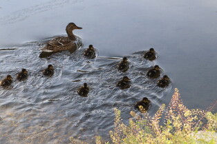 [K-Geography] Newly hatched mallard chicks