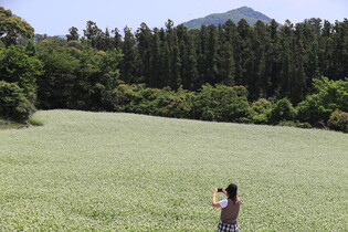 [K-Geography] Buckwheat flowers