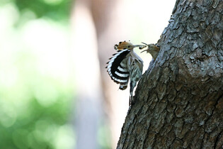[K-Geography] Hoopoe feeding worm to chick