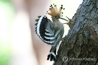 Photo enthusiasts gather in Hwangseong Park to take shot of Great Spotted Woodpecker and Hoopoe