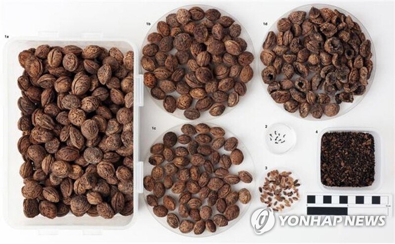4세기 금관가야 무덤 항아리서 복숭아씨 쏟아져 나와