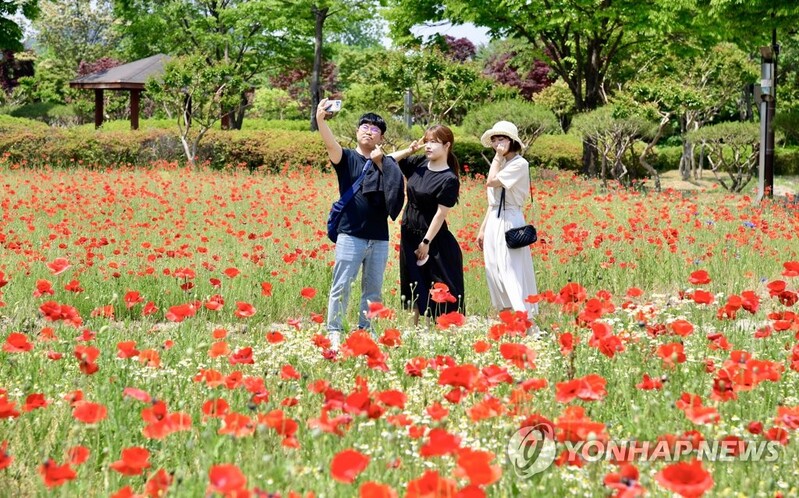 [픽! 남원] 도심 속 공원에 활짝 핀 꽃양귀비