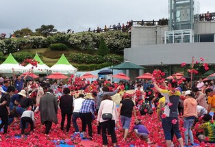 'Finding the Lucky Gold Rose' to be resumed this year at 12th Gokseong International Rose Festival