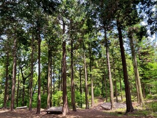 5 forests designated as 'Luxury National Forests'