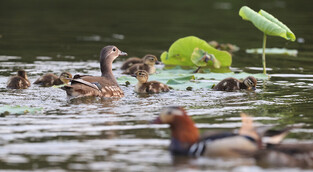 [K-Geography] Mandarin duck family playing in lotus pond