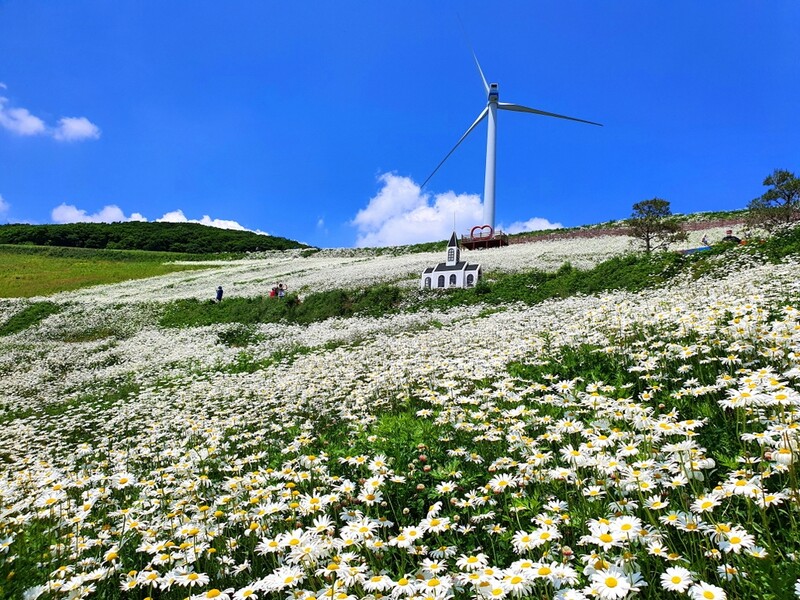 "평창 청옥산 육백마지기에서 특별한 산나물 도시락 즐겨요"
