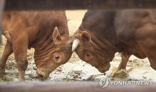 전국 최고 싸움소는…100년 전통 의령소싸움대회 3년만에 각축전