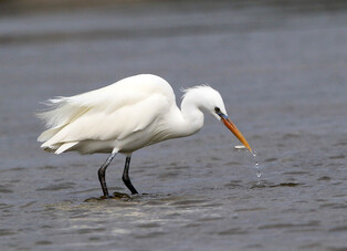 [K-Geography]  Endangered Oriental egret