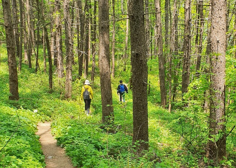 '천상의 화원' 해발 1천418ｍ 금대봉으로 떠나보자