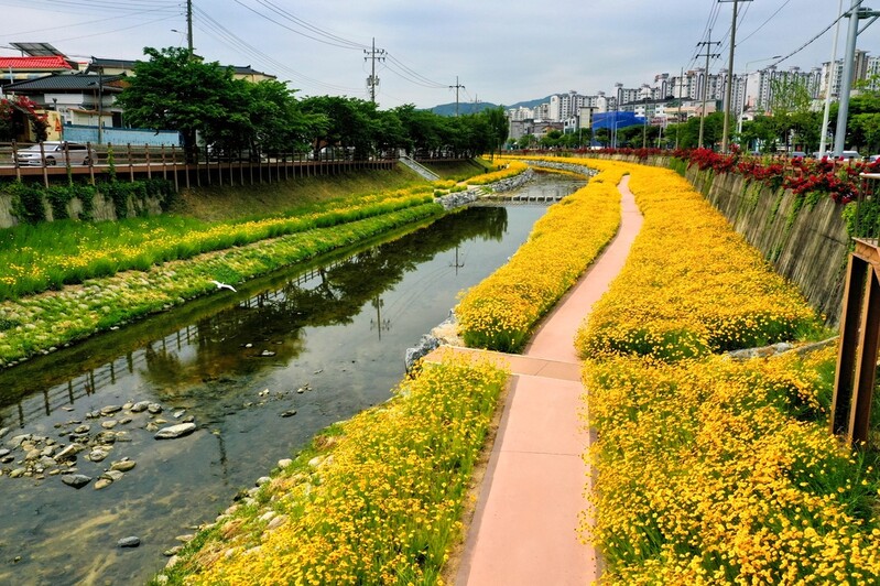 [픽! 제천] 진노랑 금계국 뒤덮인 하소천