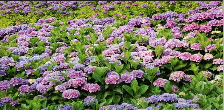 신안군, 도초도서 내달 24일 수국축제