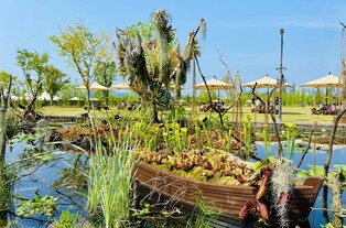 Sejong National Arboretum to hold special exhibition for aquatic plants