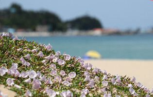 [K-Geography] Beach morning glory flowers in full bloom
