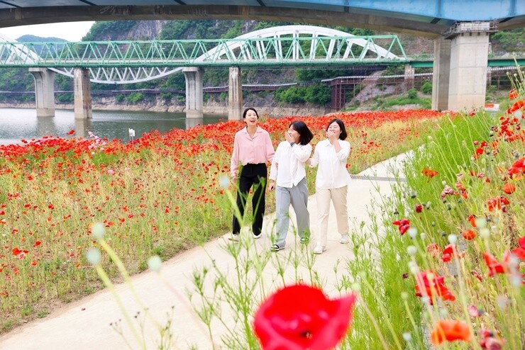 [픽! 단양] 단양강변 붉게 물들인 꽃양귀비