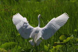 [K-Geography] Egret searching for prey