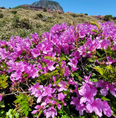 한라산 선작지왓 철쭉 만발…작년보다 5일 빨라