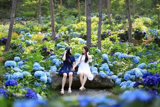 Ttangkkeut Hydrangea Festival to be held from 6th