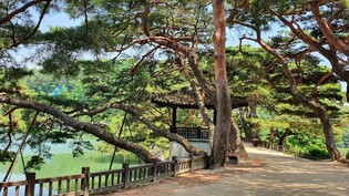 Transplantation of successor Uirimji Pine Trees to be held in September
