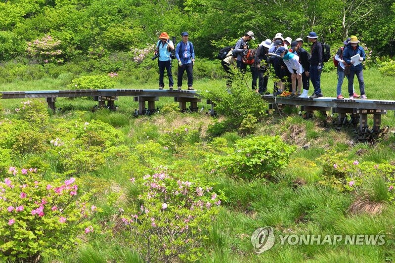 람사르 습지 국내 1호 '인제 대암산 용늪' 2년 만에 탐방 재개