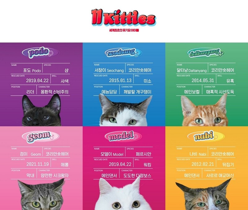 11번가, 유기묘 아이돌그룹 '11키티즈' 결성…유기동물 입양독려