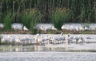 Group of natural monument spoonbill dies